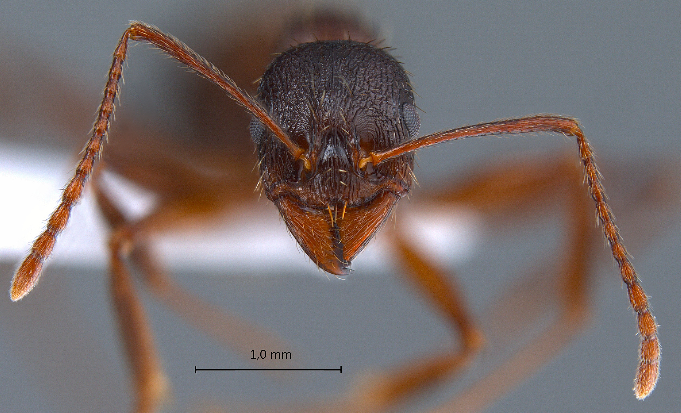 Foto Aphaenogaster gibbosa Latreille, 1798 frontal