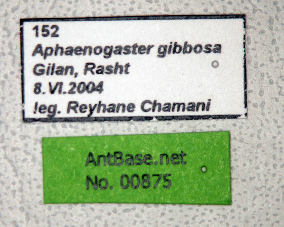 Foto Aphaenogaster gibbosa Latreille, 1798 Label