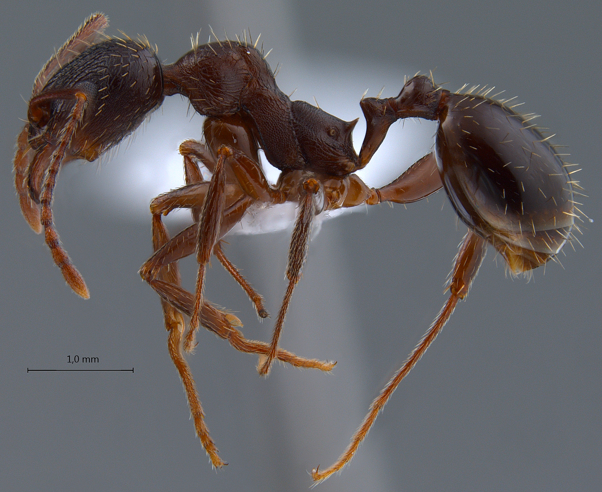 Foto Aphaenogaster gibbosa Latreille, 1798 lateral