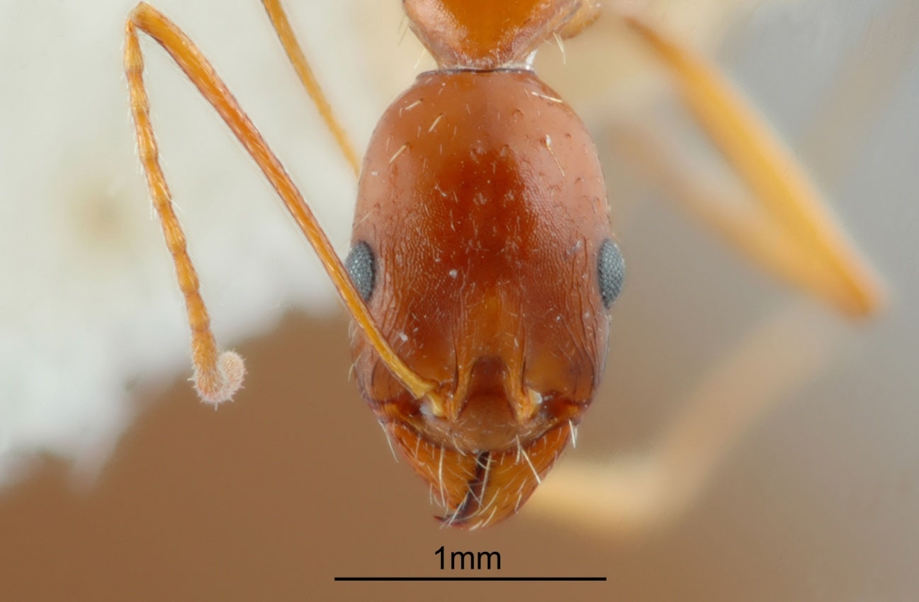 Foto Aphaenogaster iranica Kiran & Alipanah, 2013 frontal