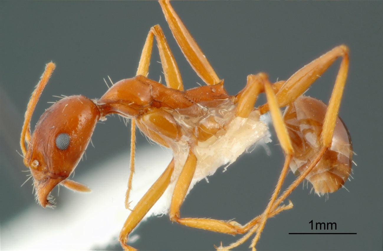 Foto Aphaenogaster iranica Kiran & Alipanah, 2013 lateral