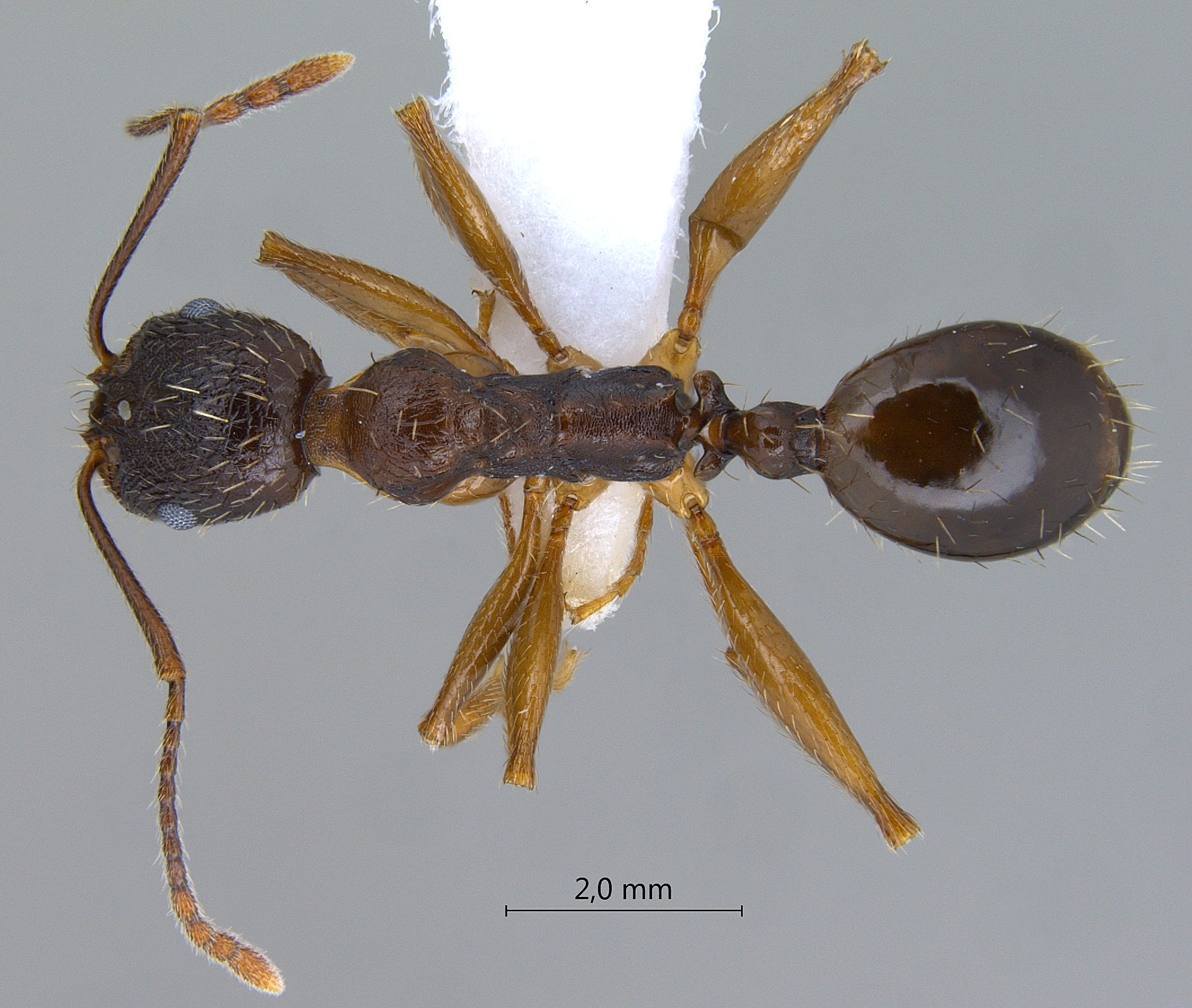 Foto Aphaenogaster kurdica Ruzsky, 1905 dorsal