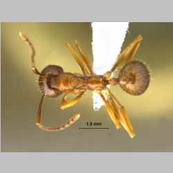 Aphaenogaster kurdica Ruzsky, 1905 dorsal