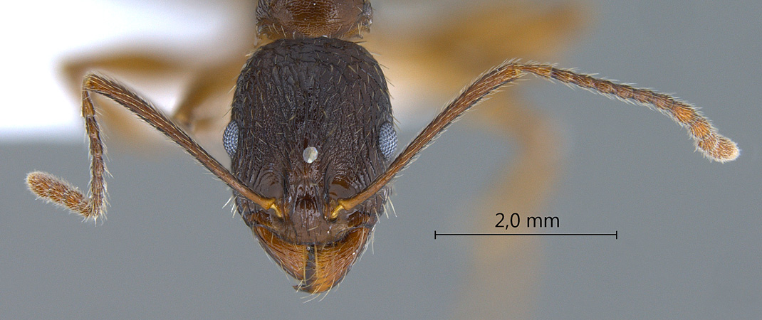 Aphaenogaster kurdica Ruzsky, 1905 frontal