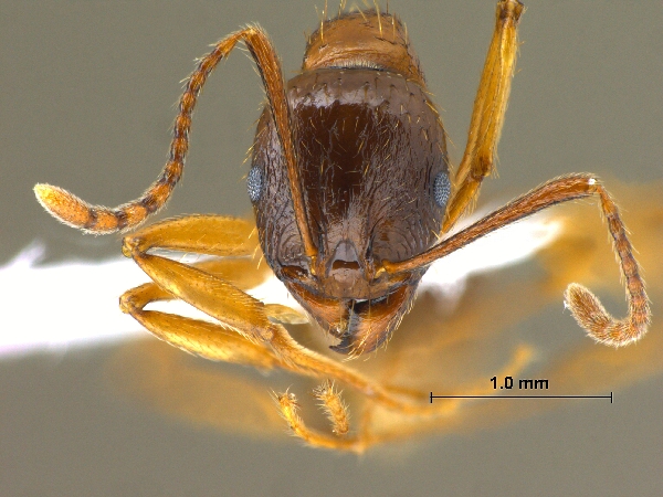 Aphaenogaster kurdica Ruzsky, 1905 frontal