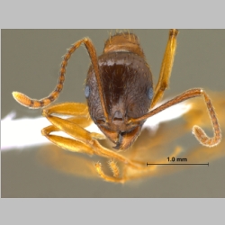 Aphaenogaster kurdica Ruzsky, 1905 frontal