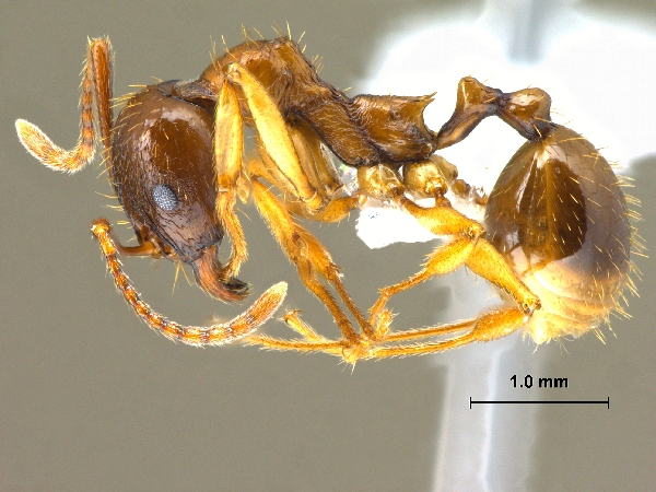 Aphaenogaster kurdica Ruzsky, 1905 lateral