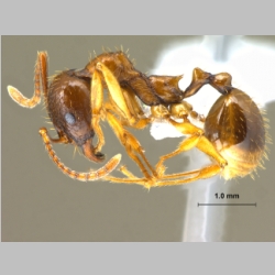 Aphaenogaster kurdica Ruzsky, 1905 lateral