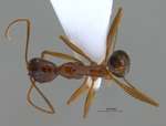 Aphaenogaster sp. dorsal