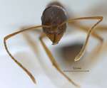 Aphaenogaster sp. frontal