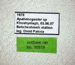 Aphaenogaster sp. Label