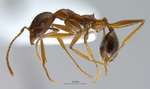 Aphaenogaster sp. lateral