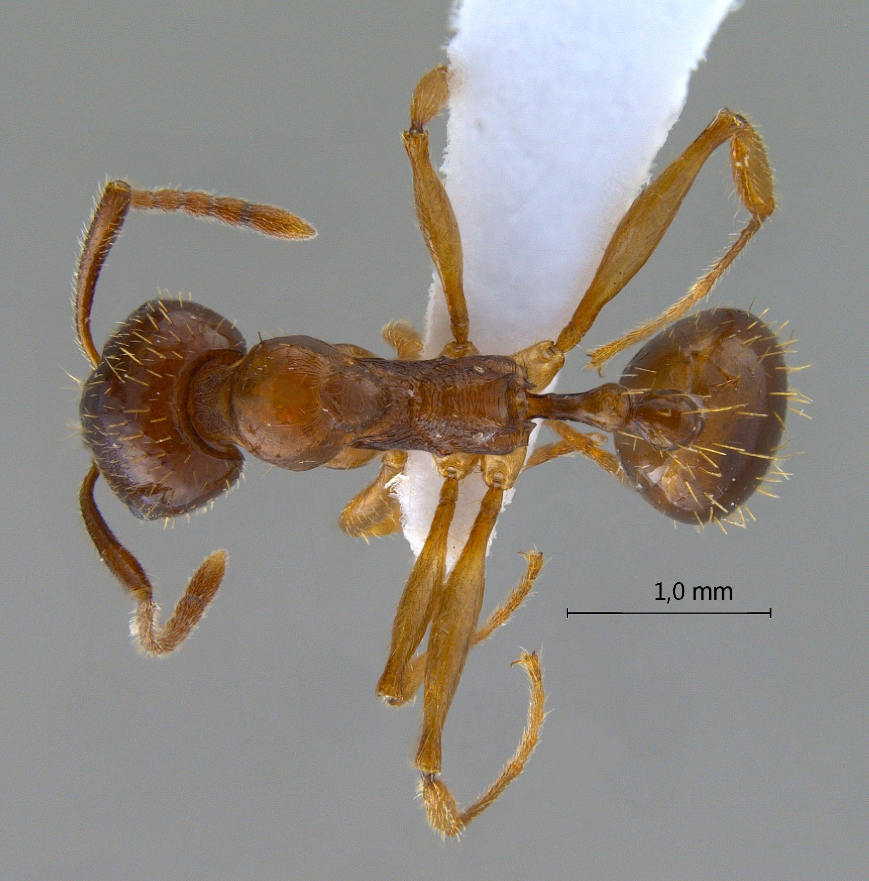 Foto Aphaenogaster subterranea Latreille, 1798 dorsal