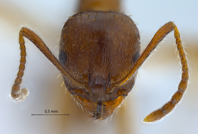 Aphaenogaster subterranea Latreille, 1798 frontal