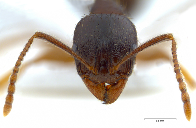 Aphaenogaster subterranea Latreille, 1798 frontal