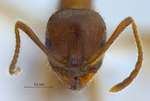 Aphaenogaster subterranea Latreille, 1798 frontal