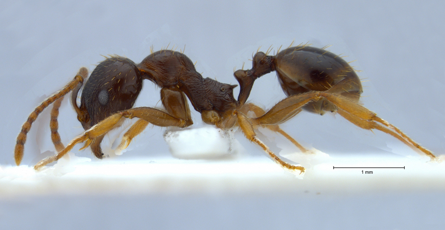 Aphaenogaster subterranea Latreille, 1798 lateral