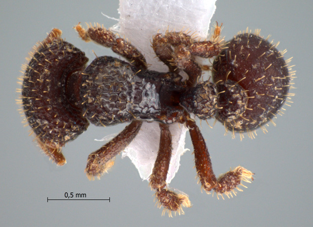 Calyptomyrmex ryderae Shattuck, 2011 dorsal
