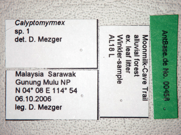Foto Calyptomyrmex ryderae Shattuck, 2011 Label