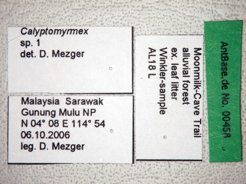Calyptomyrmex ryderae Shattuck, 2011 Label