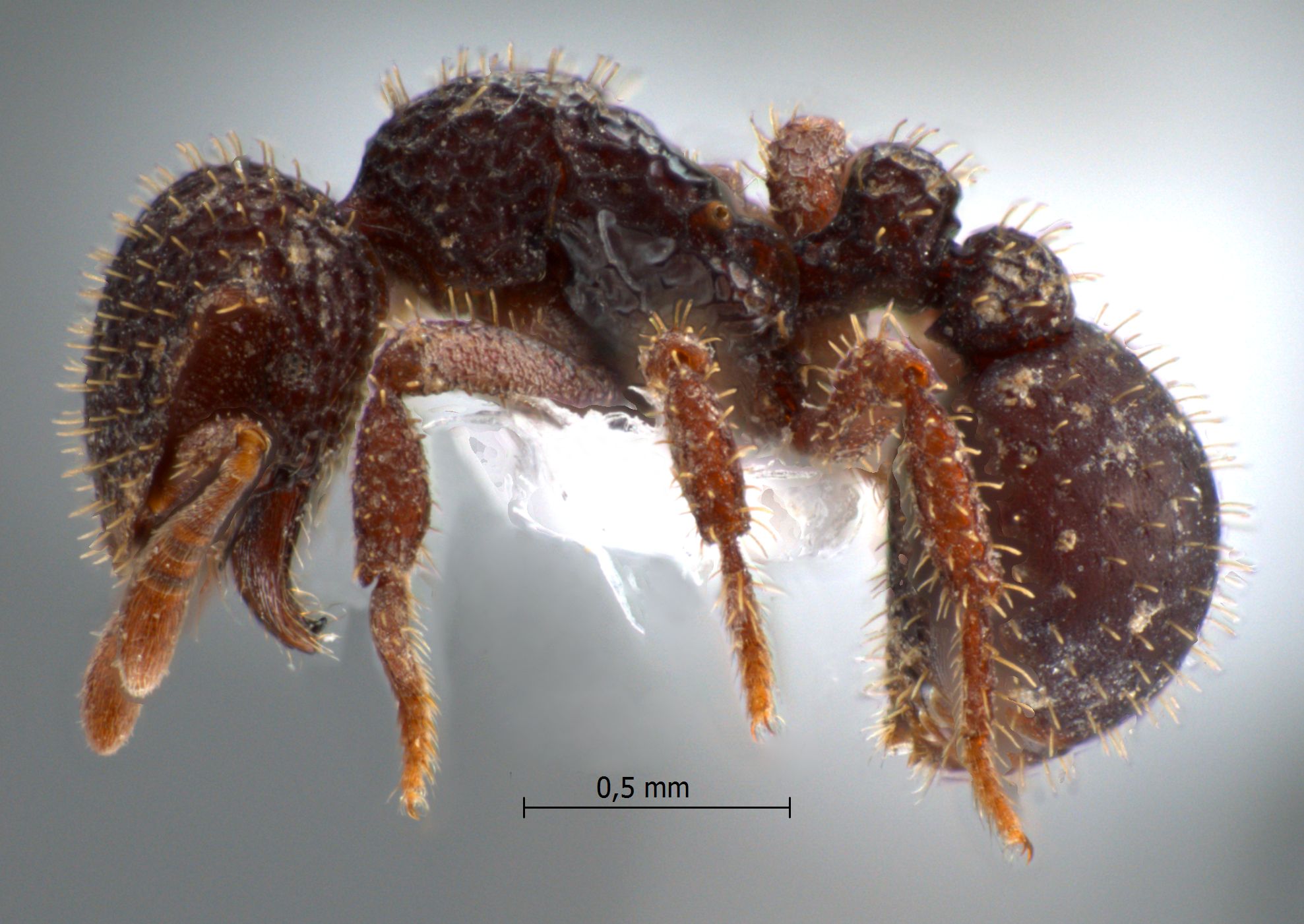 Foto Calyptomyrmex ryderae Shattuck, 2011 lateral