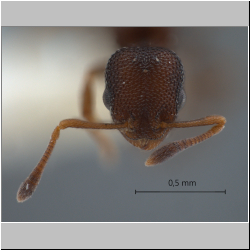 Cardiocondyla sp. c Seifert frontal