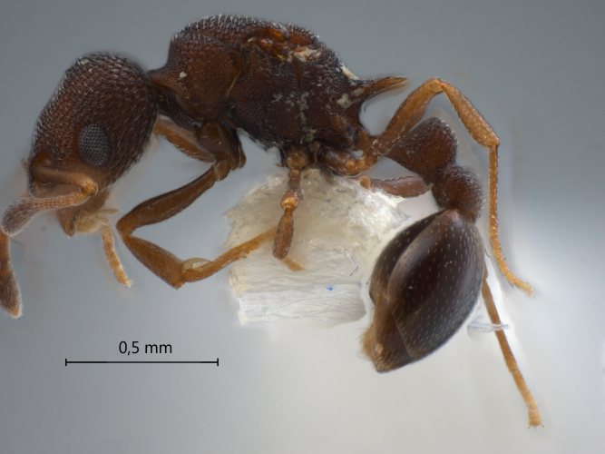 Cardiocondyla sp. c Seifert lateral