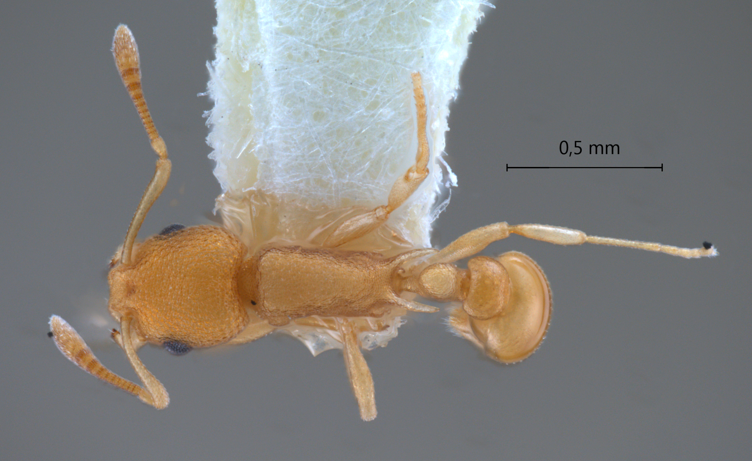 Foto Cardiocondyla sp. b Seifert dorsal