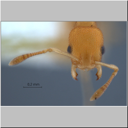 Cardiocondyla sp. b Seifert frontal