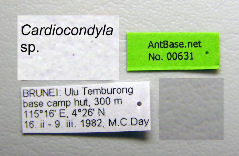 Foto Cardiocondyla sp. b Seifert Label