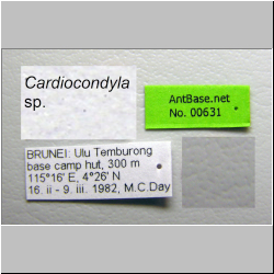 Cardiocondyla sp. b Seifert Label