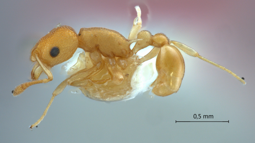 Cardiocondyla sp. b Seifert lateral