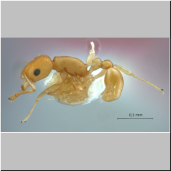 Cardiocondyla sp. b Seifert lateral