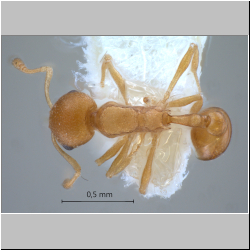 Cardiocondyla sp. a Seifert dorsal