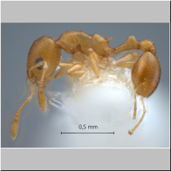 Cardiocondyla sp. a Seifert lateral