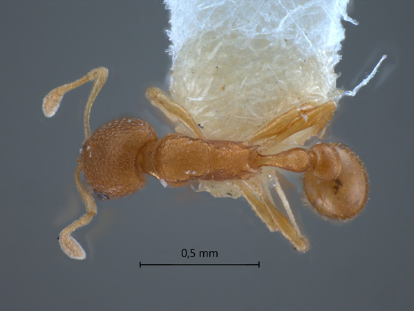 Cardiocondyla nana Seifert, 2003 dorsal