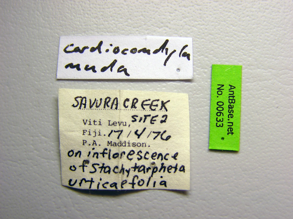 Foto Cardiocondyla nuda Mayr, 1866 Label