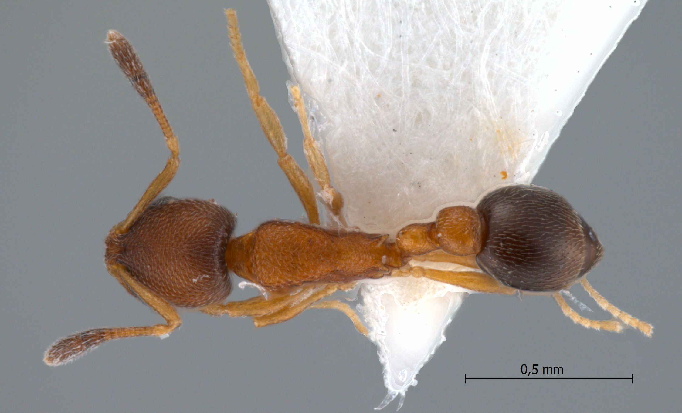 Foto Cardiocondyla 5 dorsal
