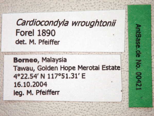 Foto Cardiocondyla wroughtonii Forel, 1890 Label