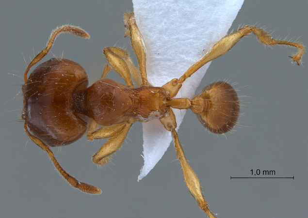 Carebara affinis Jerdon,1851 dorsal