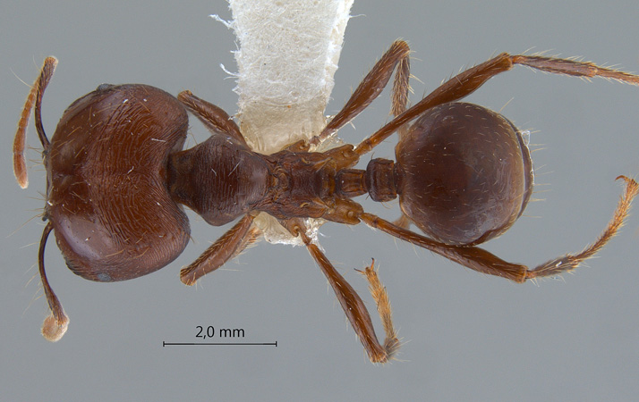 Carebara diversa Jerdon, 1851 dorsal