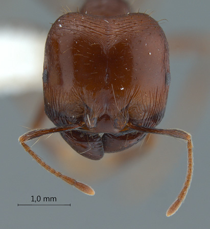 Carebara diversa Jerdon, 1851 frontal