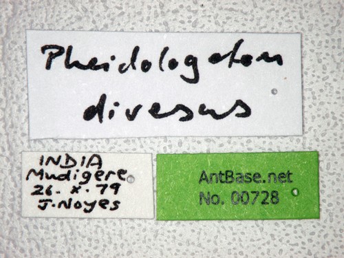 Carebara diversa Jerdon, 1851 Label