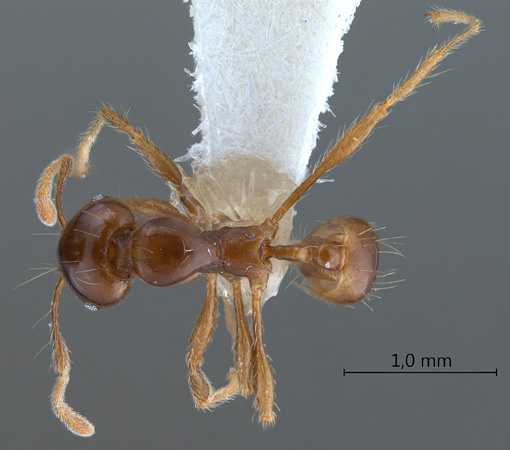 Carebara diversa Jerdon, 1851 dorsal