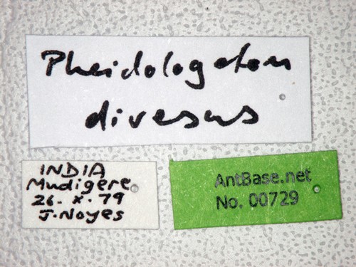 Carebara diversa Jerdon, 1851 Label