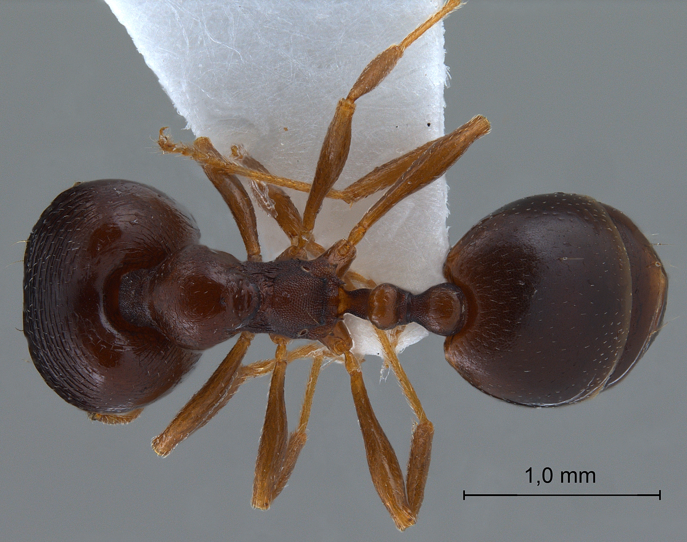 Foto Carebara pygmaeus Emery,1887 dorsal