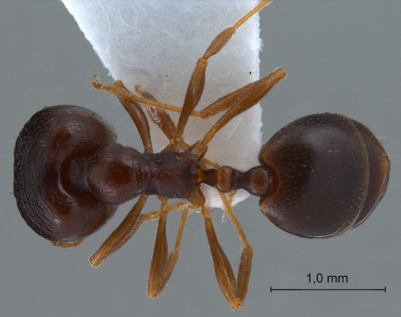 Carebara pygmaeus Emery,1887 dorsal