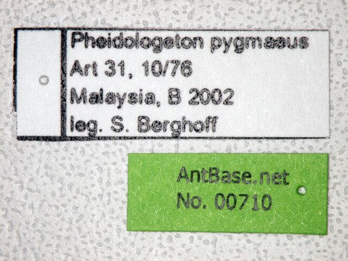 Carebara pygmaeus Emery,1887 Label