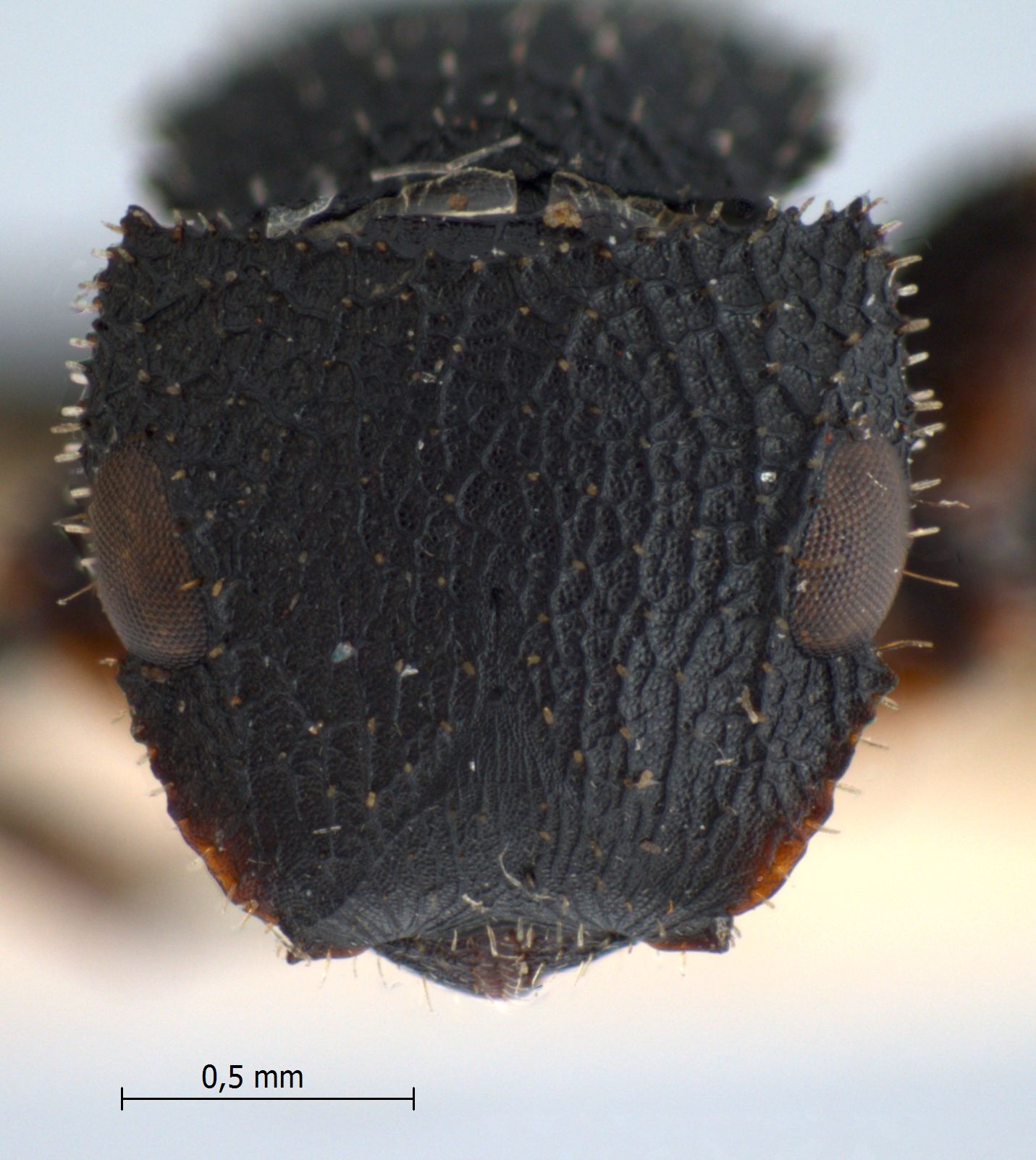 Foto Cataulacus granulatus Latreille, 1802 frontal