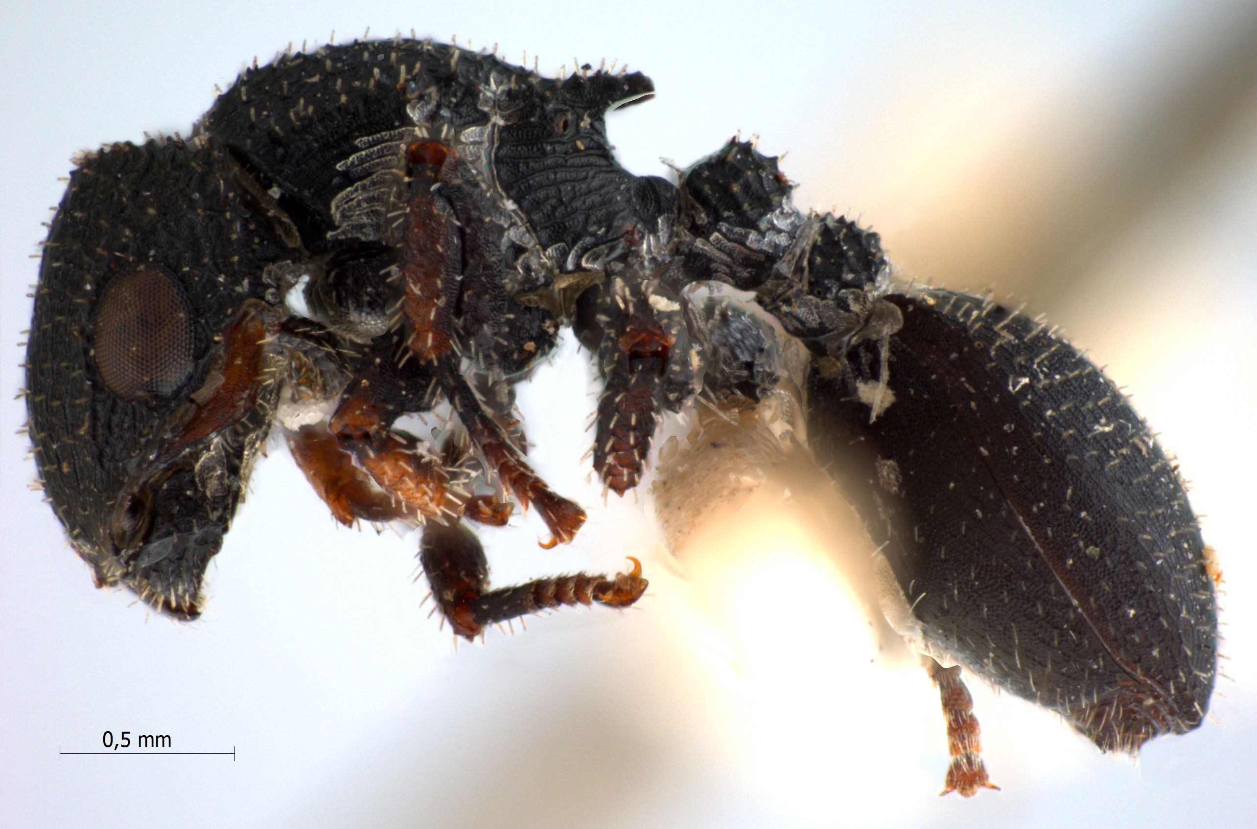 Foto Cataulacus granulatus Latreille, 1802 lateral